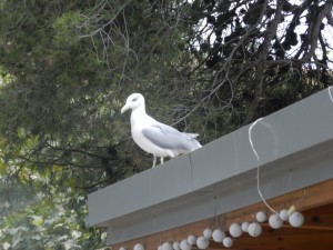 DSCN2414